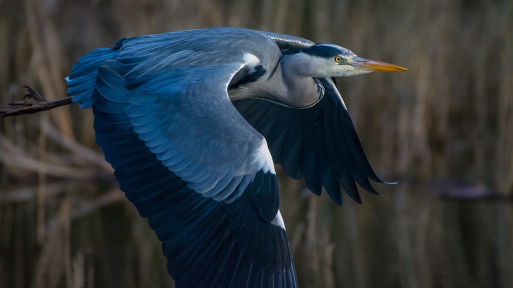 Sigma 50-500mm F4.5-6.3 DG OS HSM sample photo. Grey heron photography