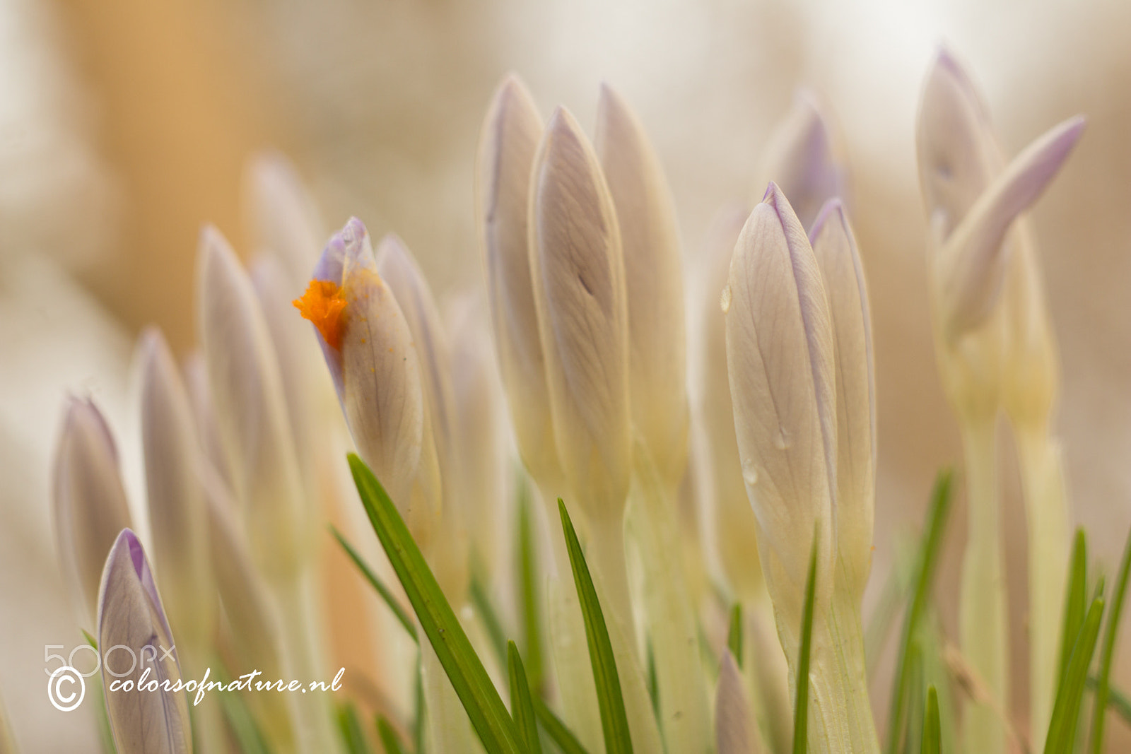 Canon EF 35-80mm f/4-5.6 sample photo. A whole lot of photography
