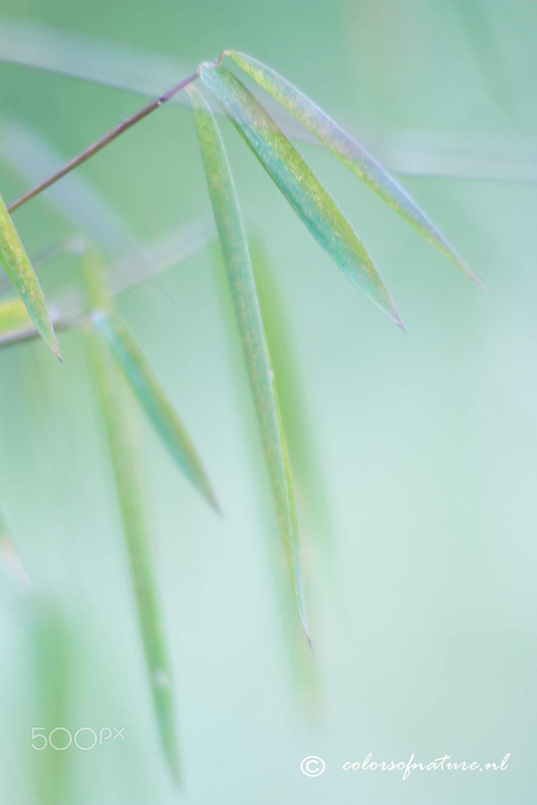 Canon EF 35-80mm f/4-5.6 sample photo. Bamboe photography