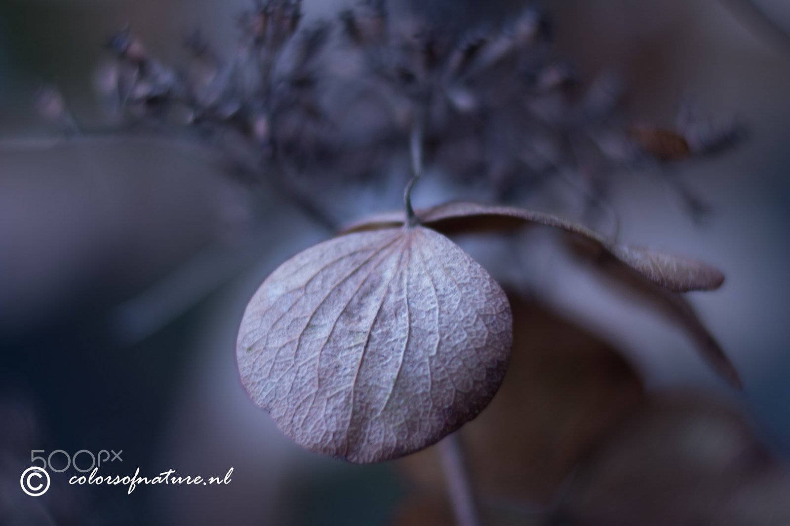 Canon EOS 70D sample photo. Hortensia leaf photography
