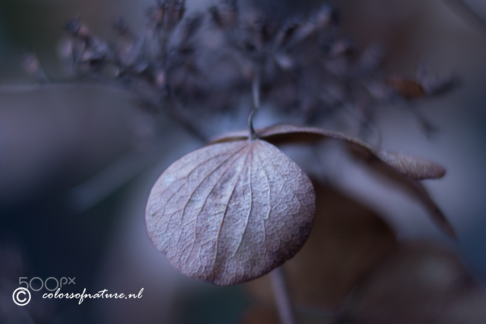 Canon EF 35-80mm f/4-5.6 sample photo. Hortensia leaf photography