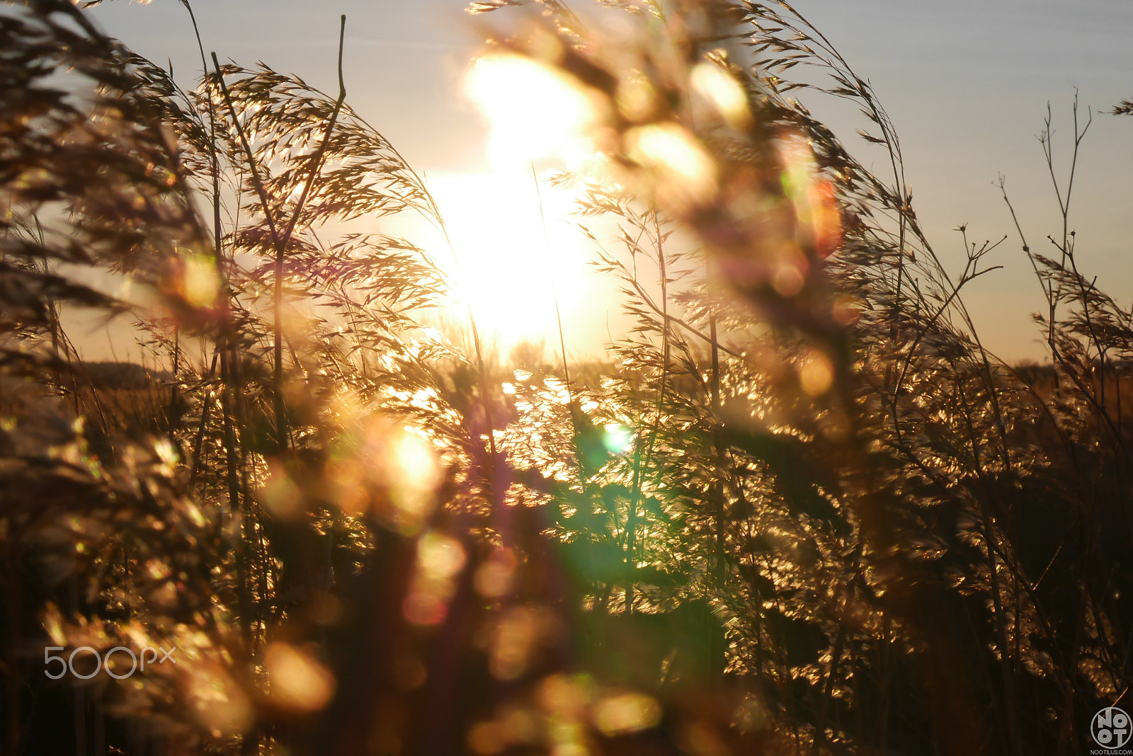 Panasonic Lumix DMC-GX7 sample photo. Golden harvest photography