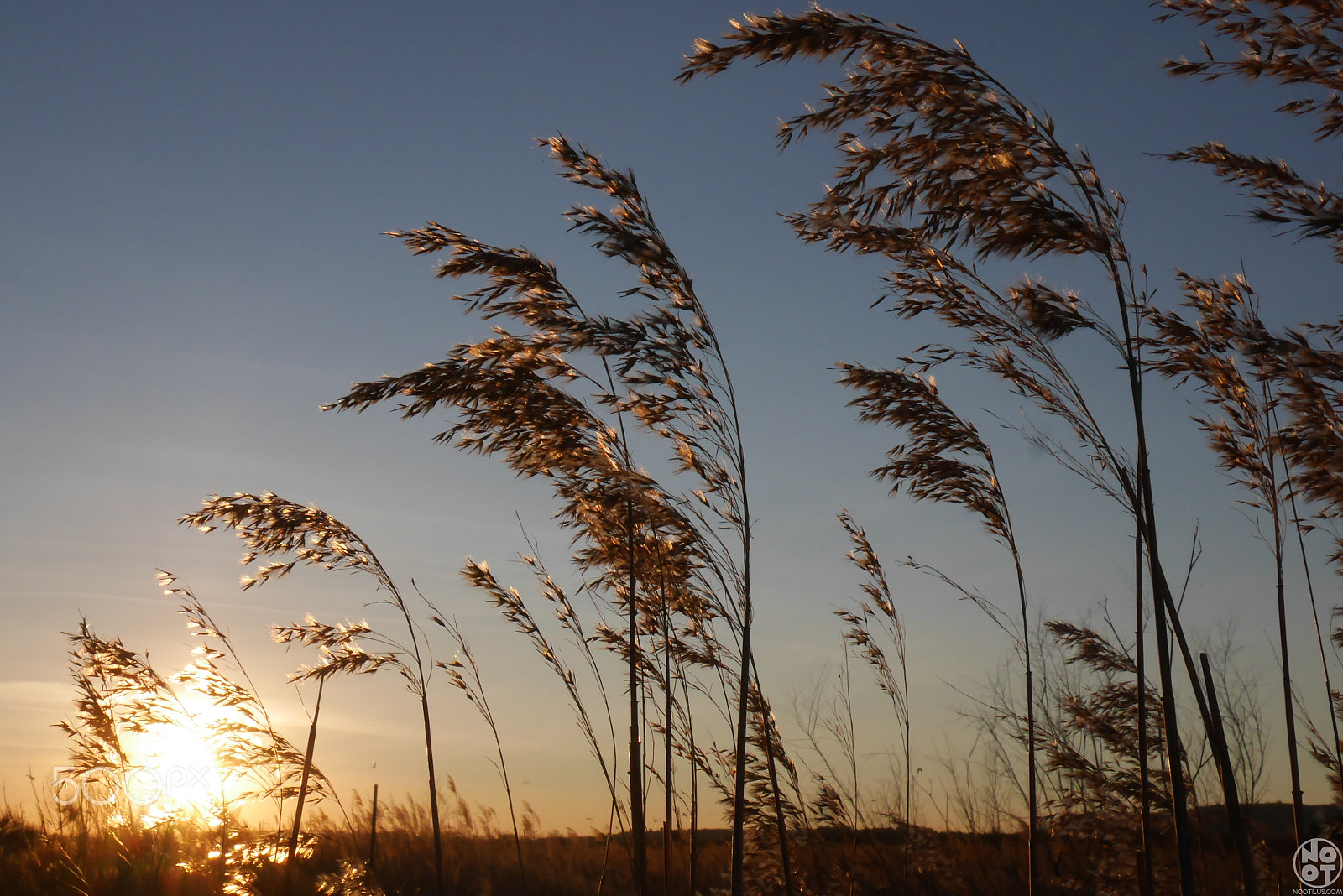 Panasonic Lumix DMC-GX7 sample photo. Catch the sun photography