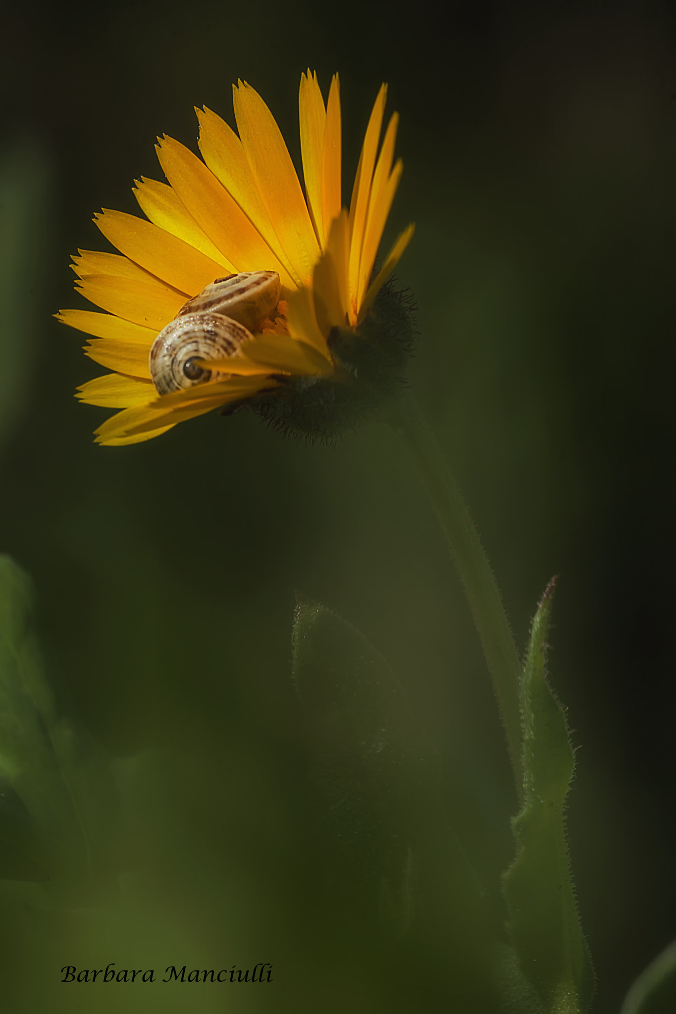 Sigma 150mm F2.8 EX DG OS Macro HSM sample photo. Accoccolate photography