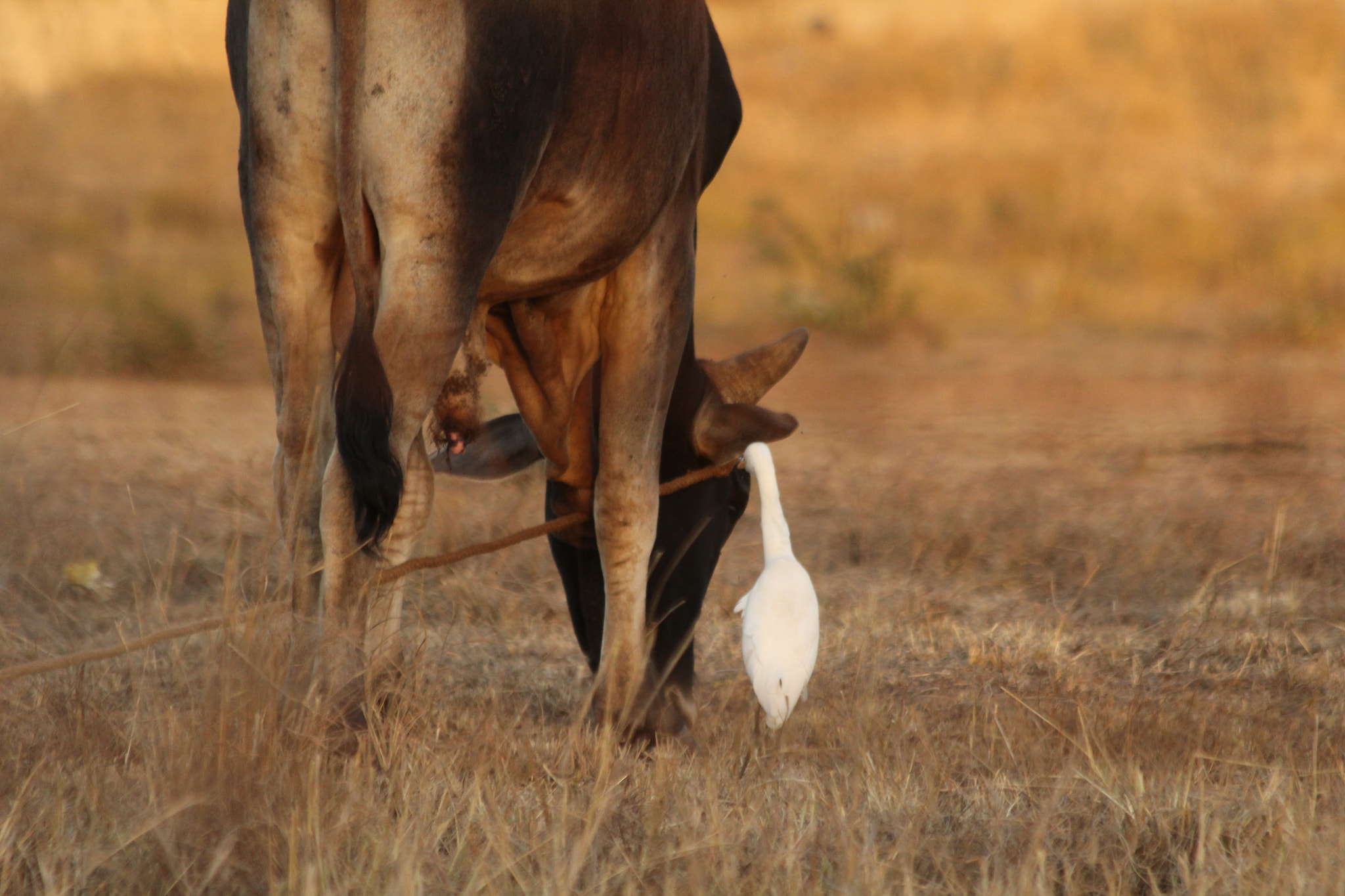 Canon EF 70-300mm F4-5.6 IS USM sample photo. Cow and egret  photography