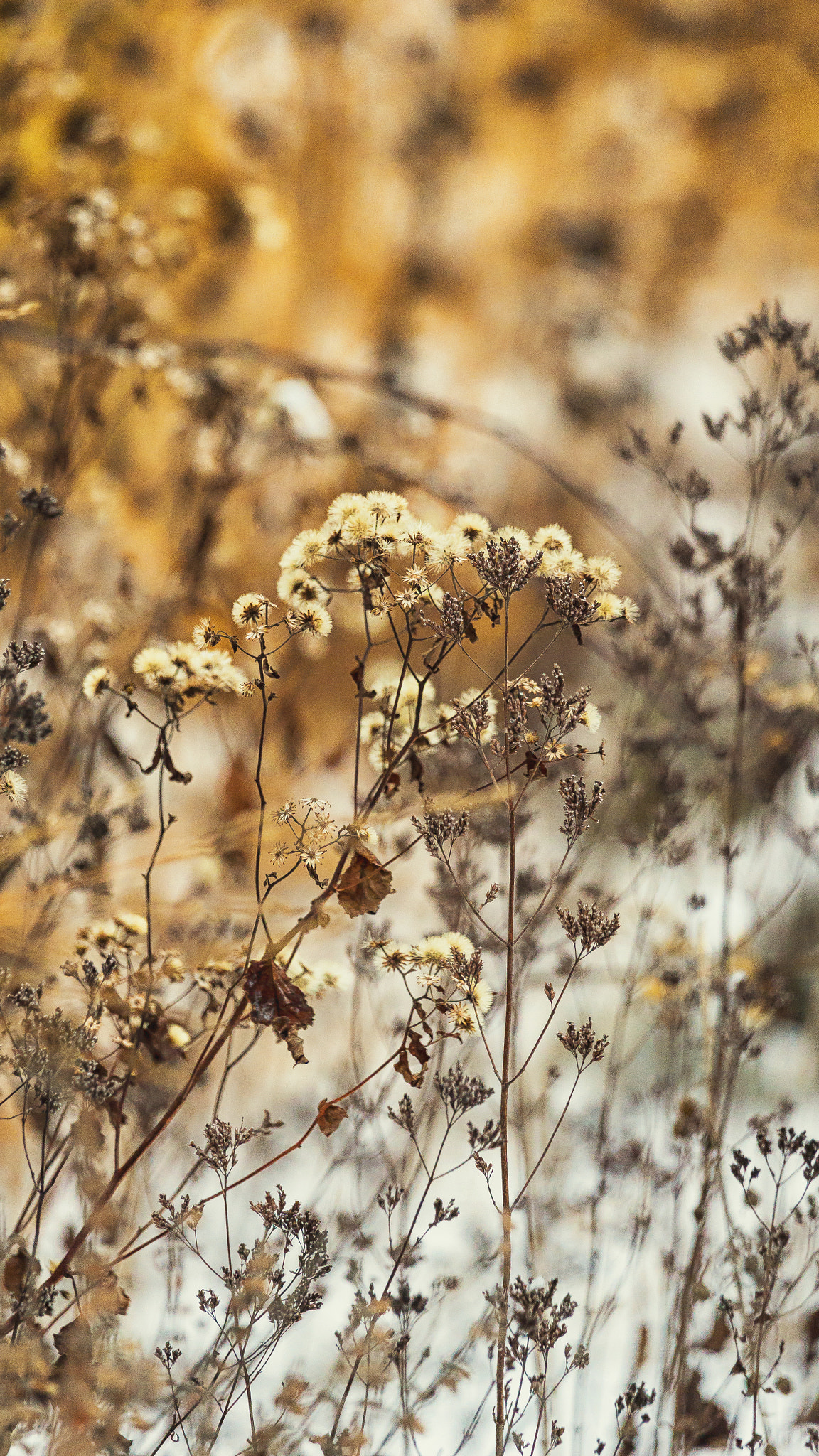 Sony a99 II sample photo. Garden in winter photography