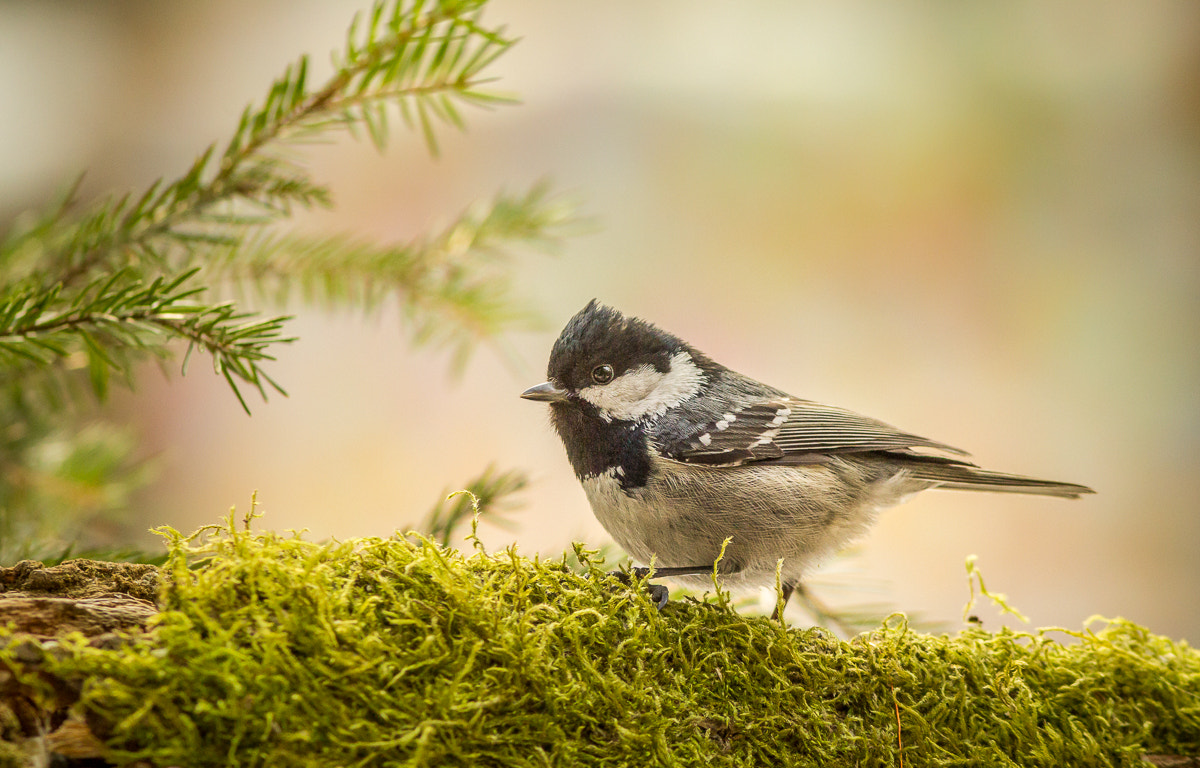 Canon EOS 60D + Canon EF 300mm F4L IS USM sample photo. Coal tit photography