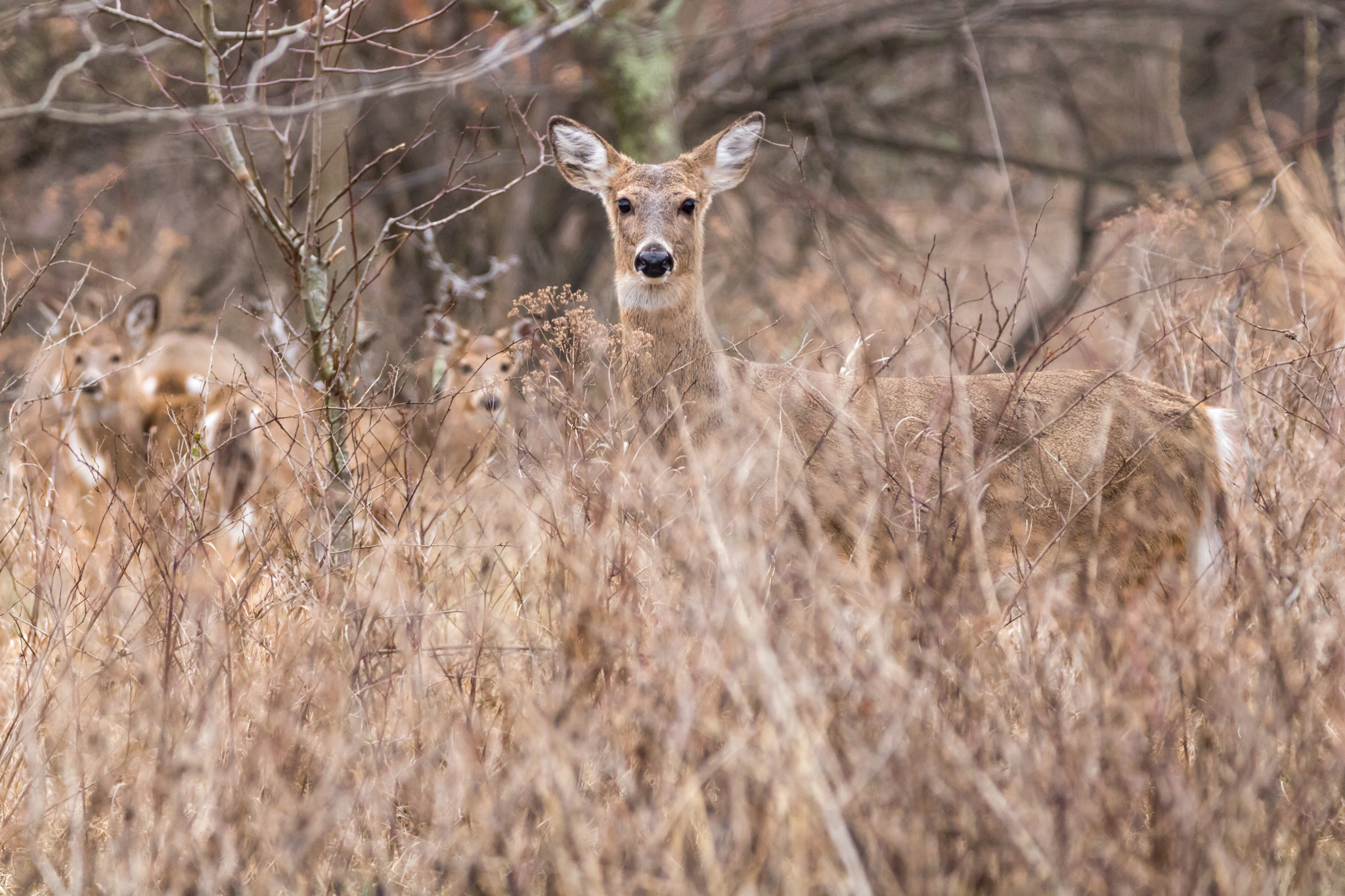 Canon EOS 750D (EOS Rebel T6i / EOS Kiss X8i) sample photo. Deer through brush photography