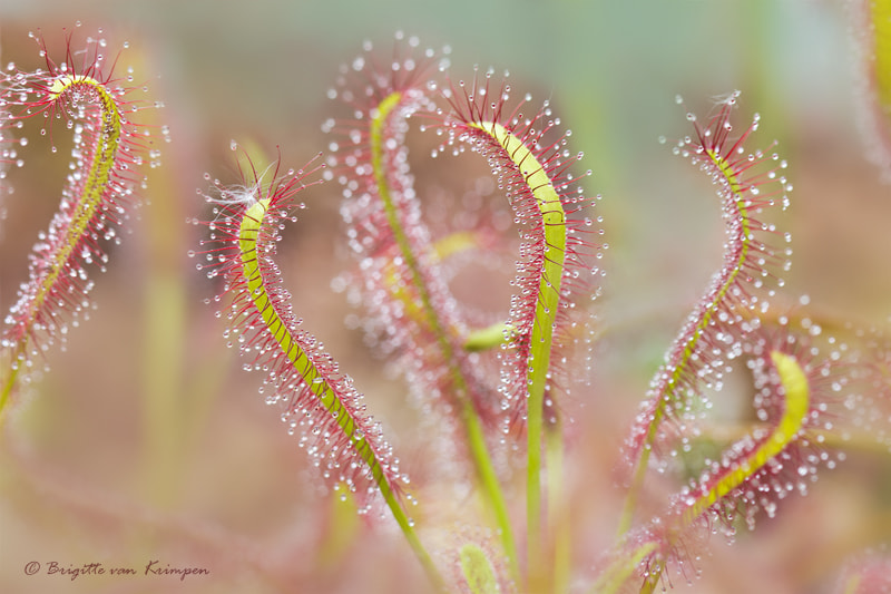 Canon EF 100mm F2.8 Macro USM sample photo. Dancing girls photography