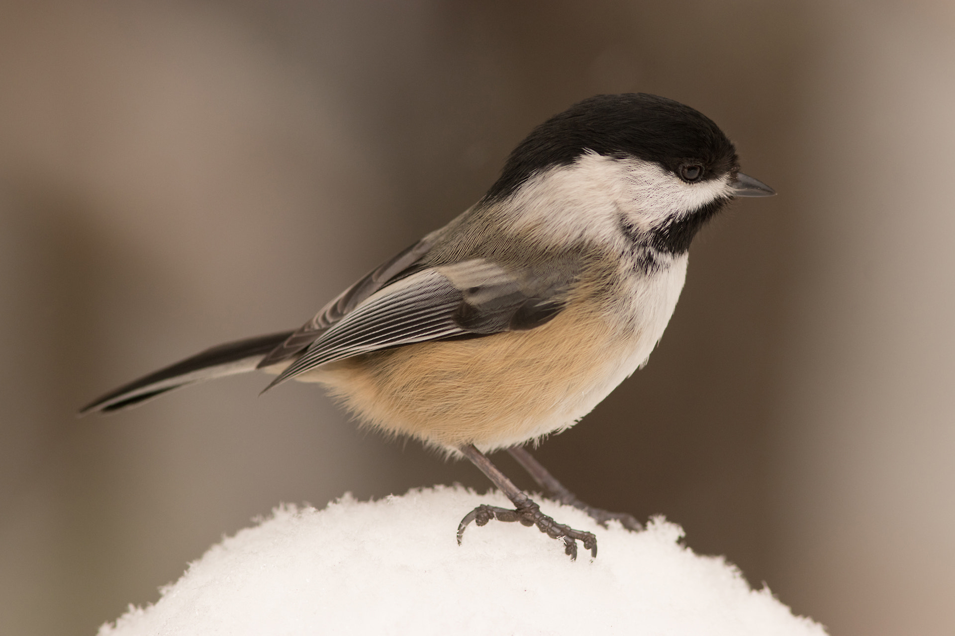Canon EOS 80D + Canon EF 300mm F4L IS USM sample photo. Chickadee in winter photography