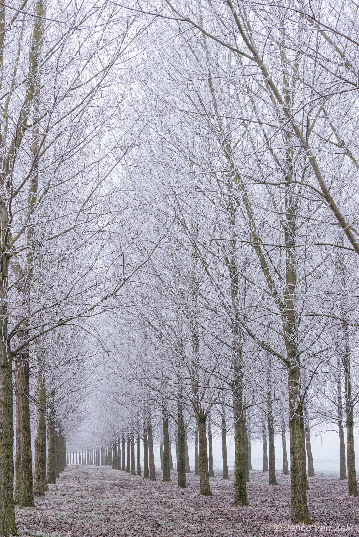 Nikon D800E sample photo. Row of frozen trees photography