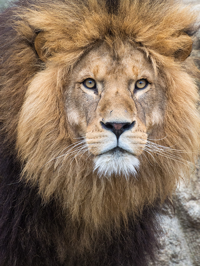 Olympus OM-D E-M5 sample photo. Look into my eyes! photography
