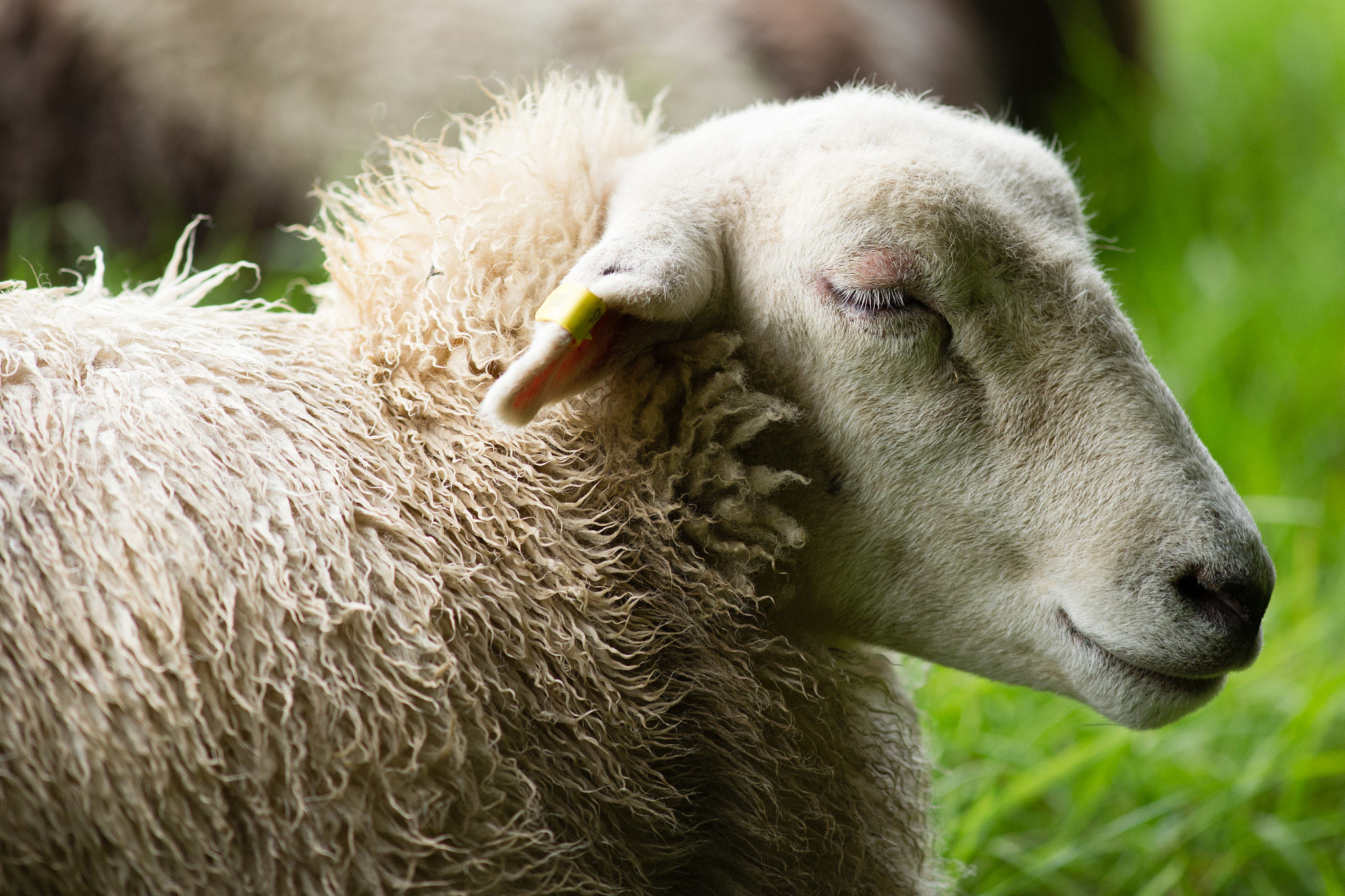 Canon EOS 6D + Canon EF 300mm F4L IS USM sample photo. Ireland sheep photography