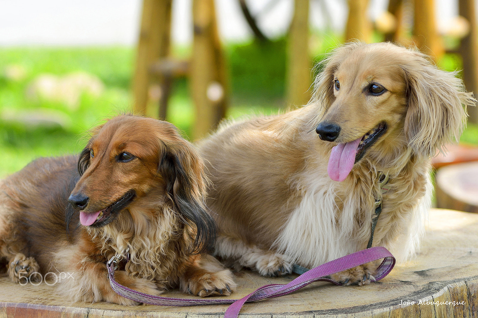 Nikon AF-S Micro-Nikkor 105mm F2.8G IF-ED VR sample photo. Sisters photography