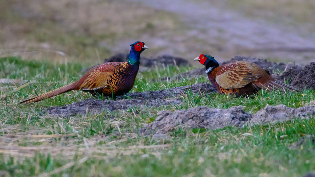 Nikon D7100 + Sigma 50-500mm F4.5-6.3 DG OS HSM sample photo. Male pheasants photography