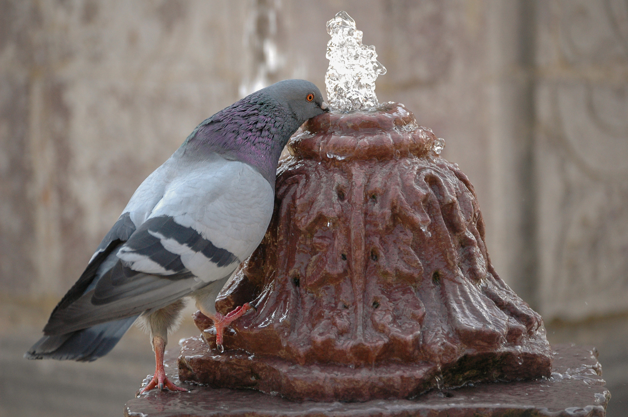 Nikon D70 sample photo. Sed photography