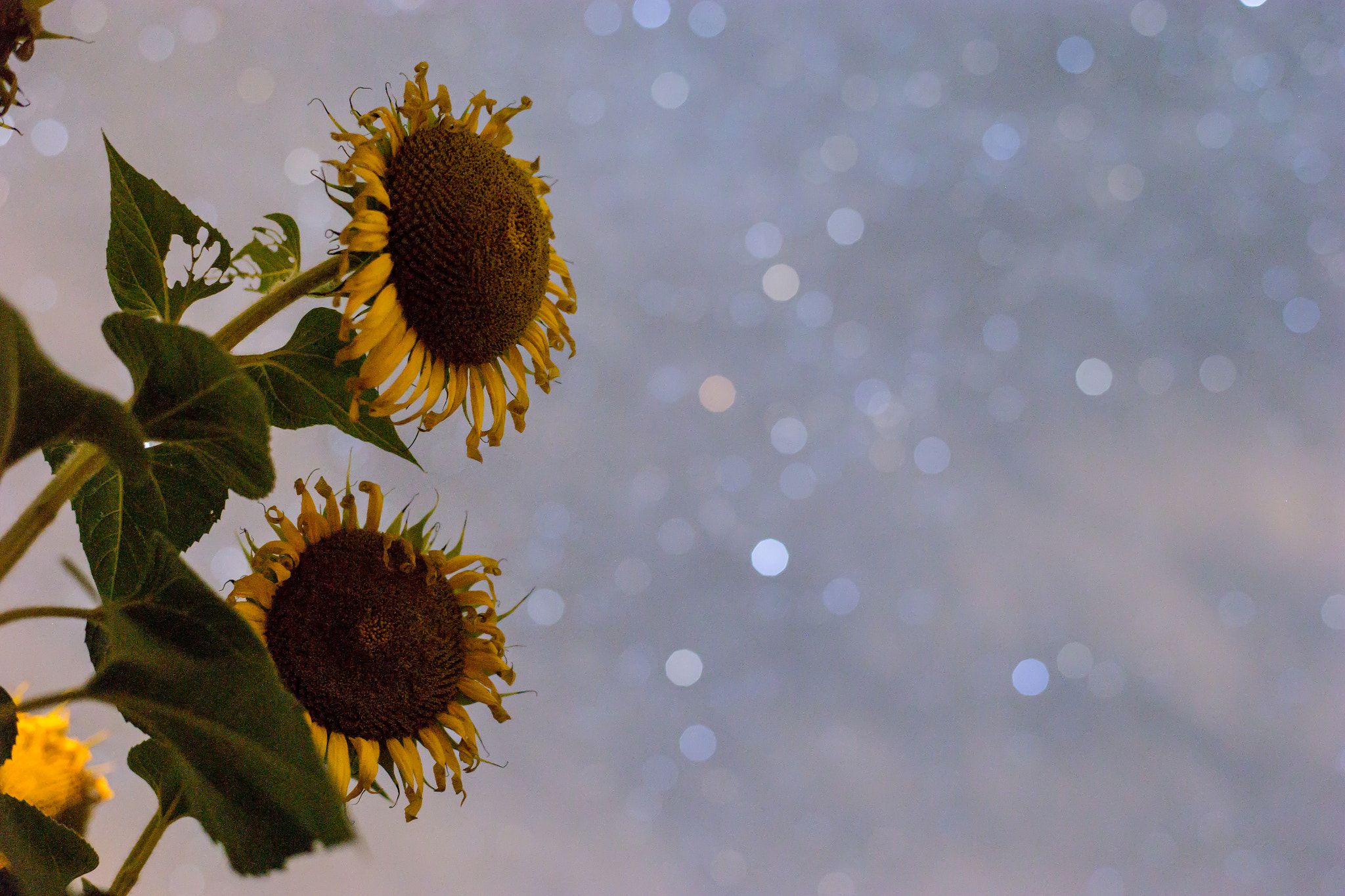 Canon EOS 6D sample photo. Star flowers photography