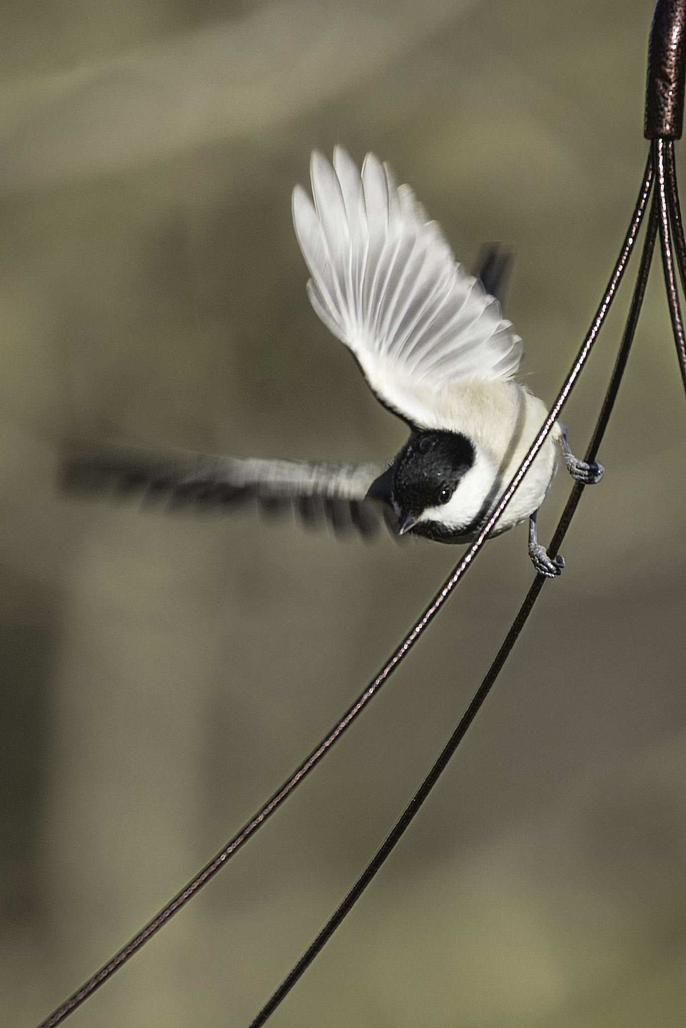 Sigma 150-500mm F5-6.3 DG OS HSM sample photo. High-wire act photography