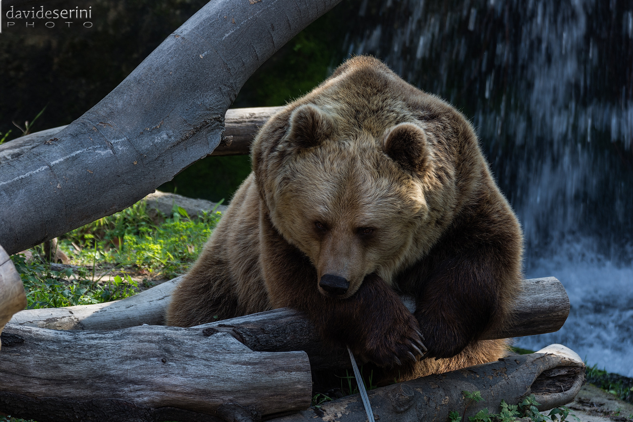 Nikon D7200 sample photo. Bear photography