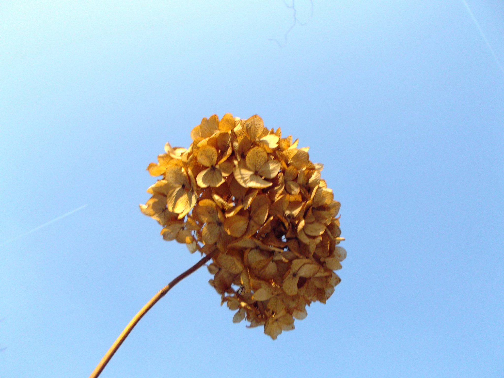 Fujifilm FinePix JX600 sample photo. At garden in winter photography