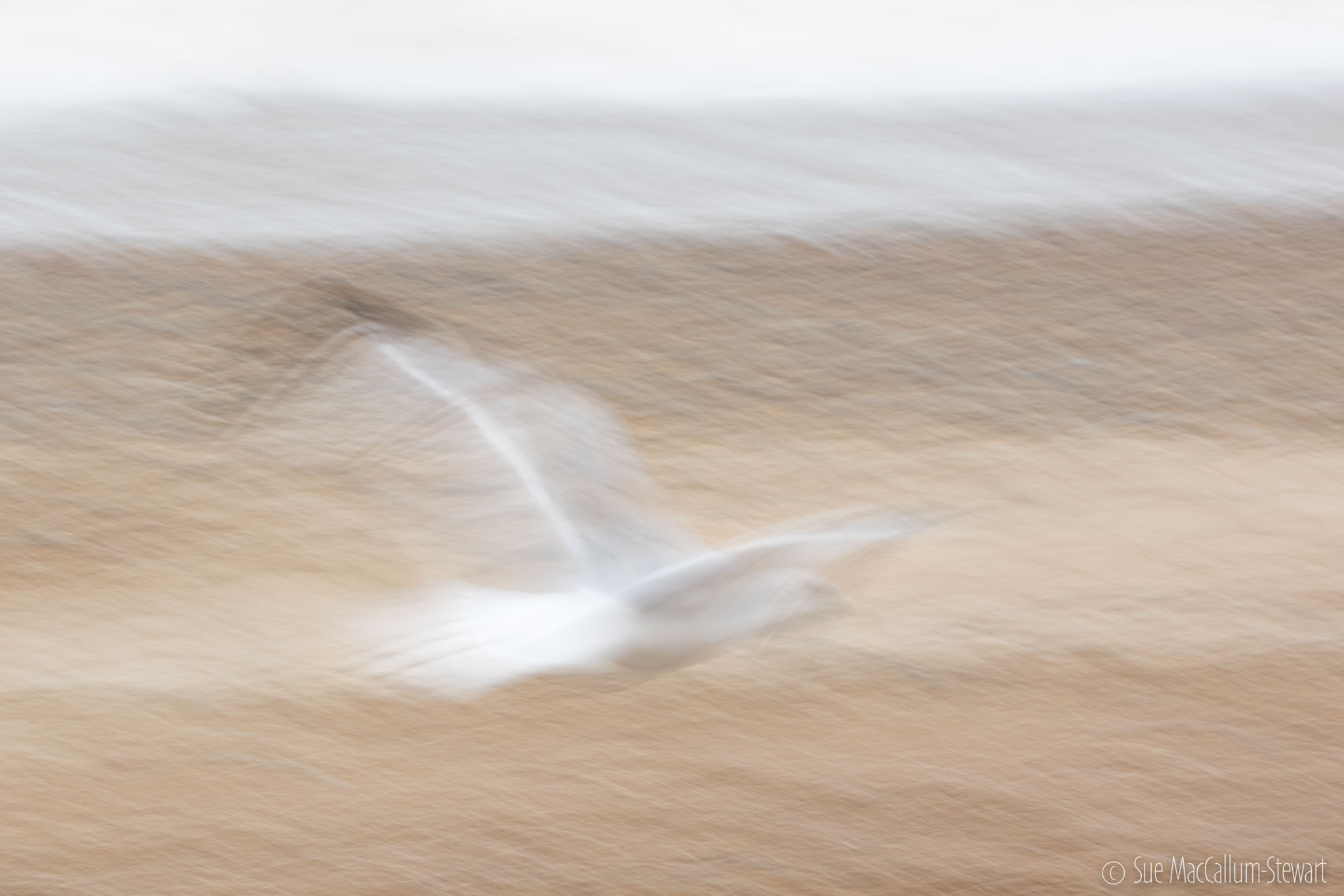 Olympus OM-D E-M1 sample photo. Abstract herring gull photography