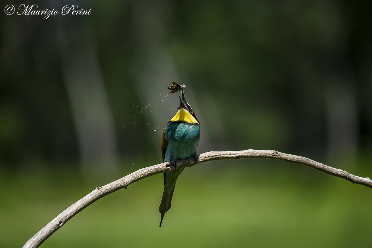 Sigma 150-500mm F5-6.3 DG OS HSM sample photo. Pranzetto photography