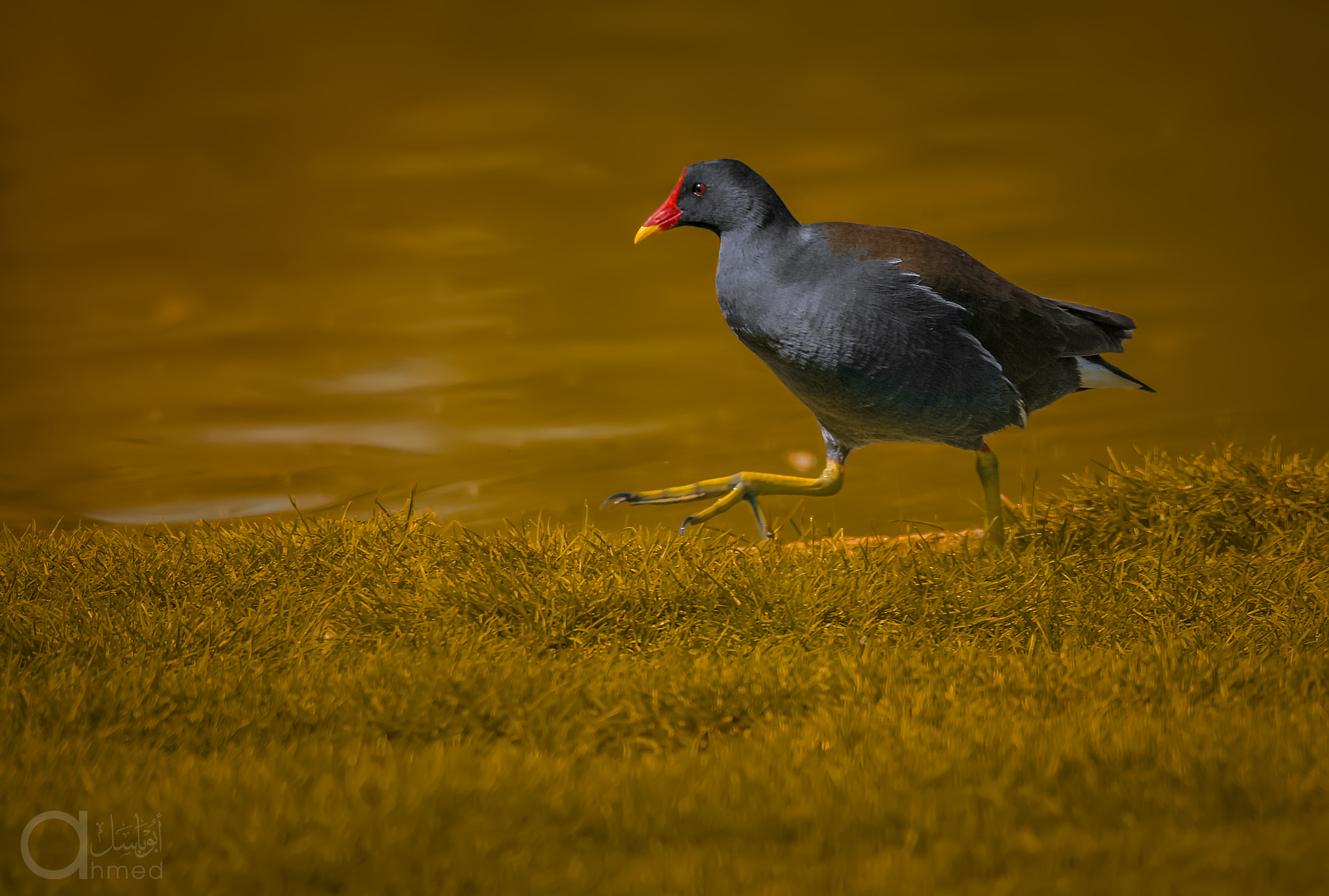 Sigma 150-600mm F5-6.3 DG OS HSM | S sample photo