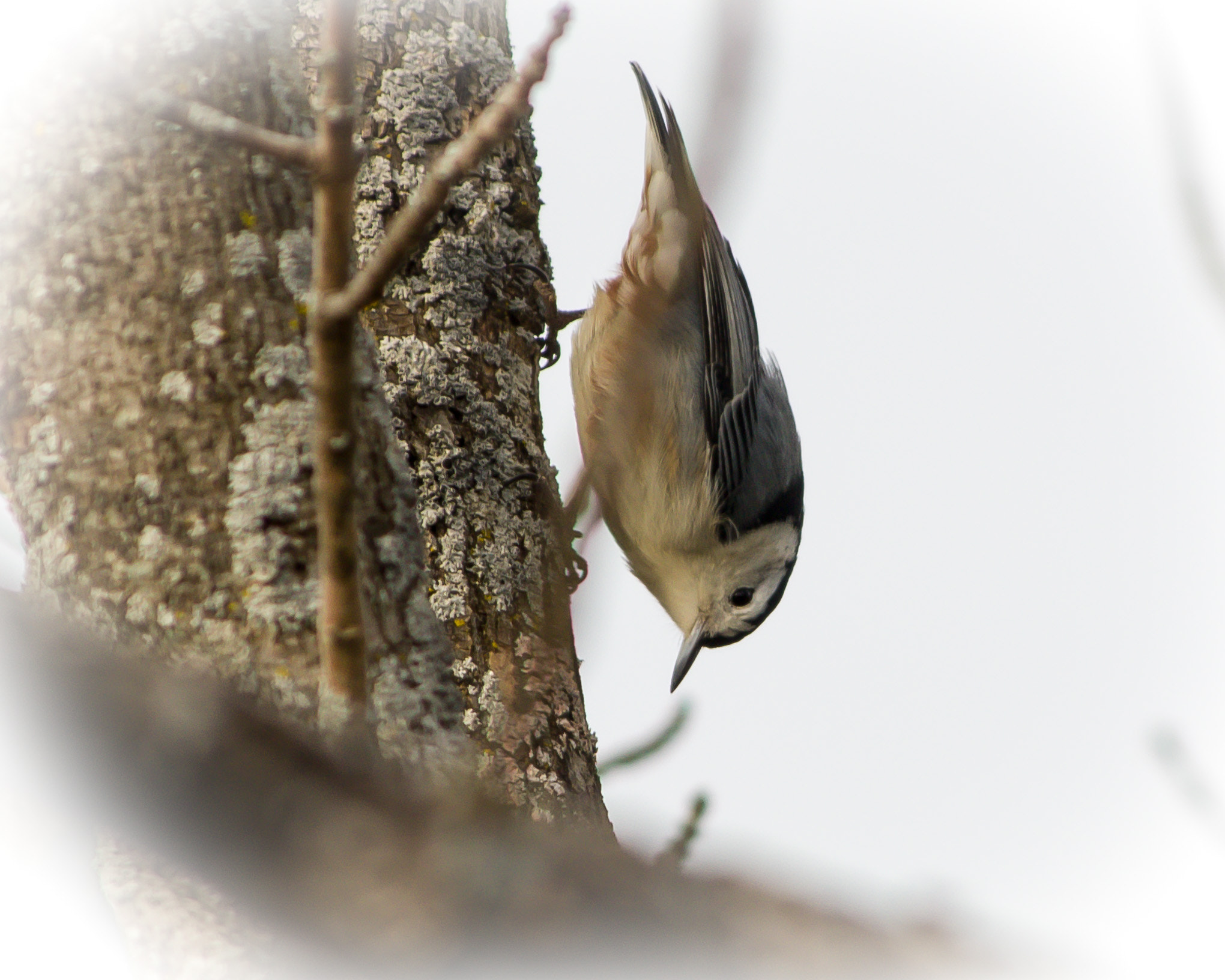 HD Pentax DA 55-300mm F4.0-5.8 ED WR sample photo. Nuthatch photography