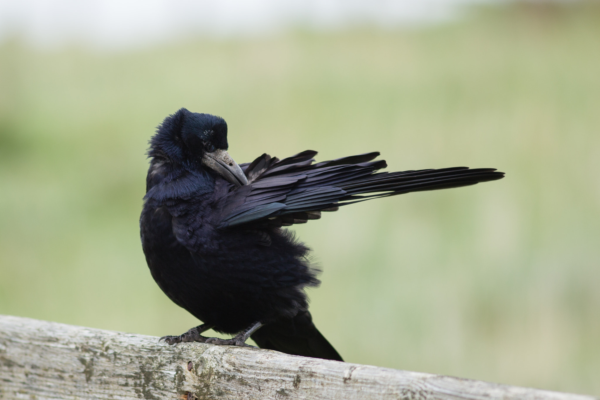 Canon EOS 6D + Canon EF 300mm F4L IS USM sample photo. Ireland rook photography