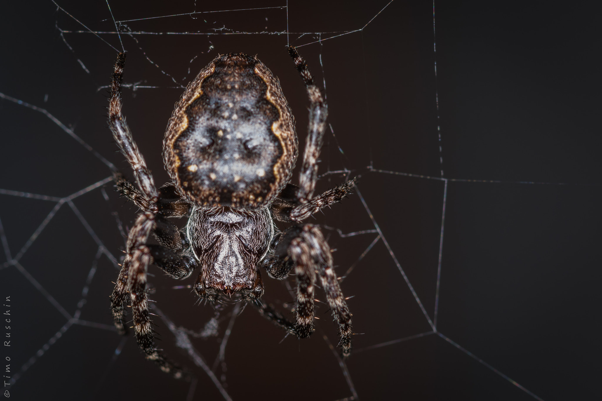 Canon EF 100mm F2.8 Macro USM sample photo. Spider top photography
