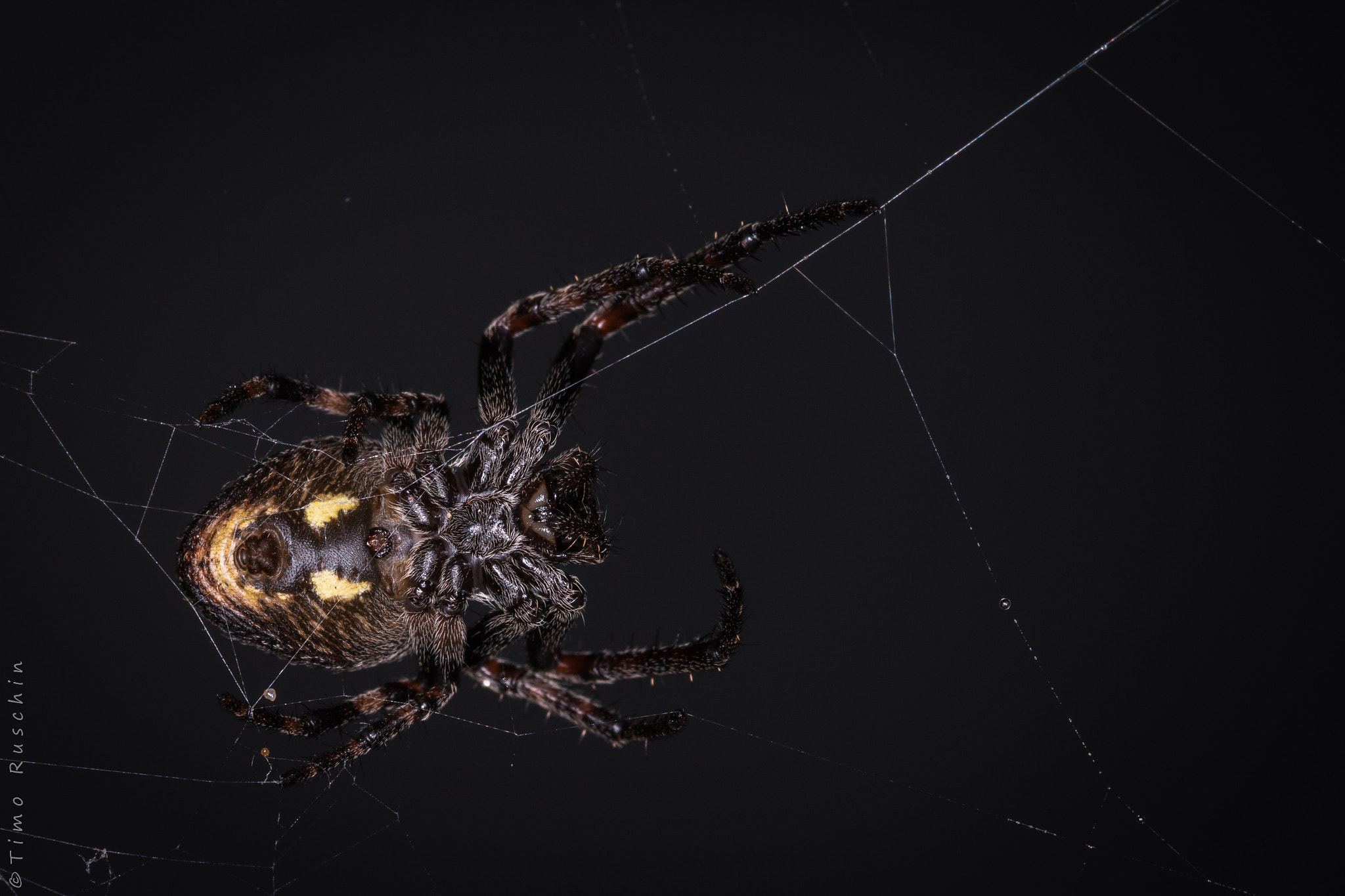 Canon EF 100mm F2.8 Macro USM sample photo. Spider bottom photography
