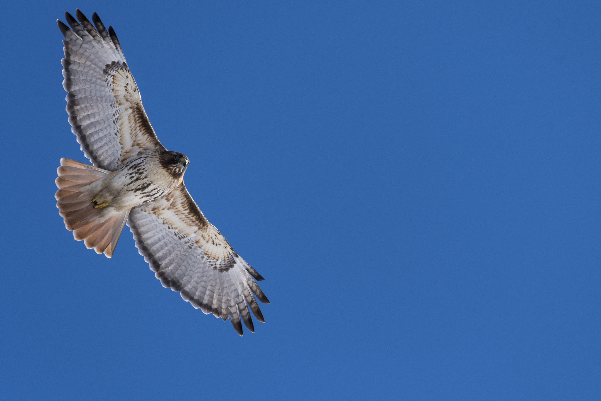Sigma 150-600mm F5-6.3 DG OS HSM | C sample photo