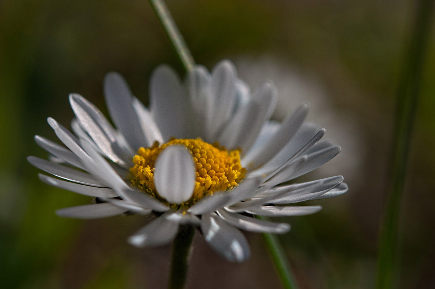 Nikon AF-S Micro-Nikkor 60mm F2.8G ED sample photo. х photography