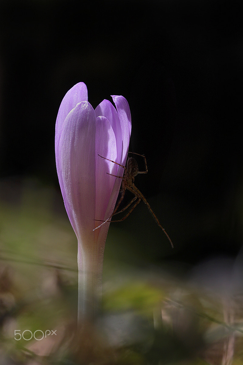 Sigma APO Macro 150mm f/2.8 EX DG HSM sample photo. Springtime photography