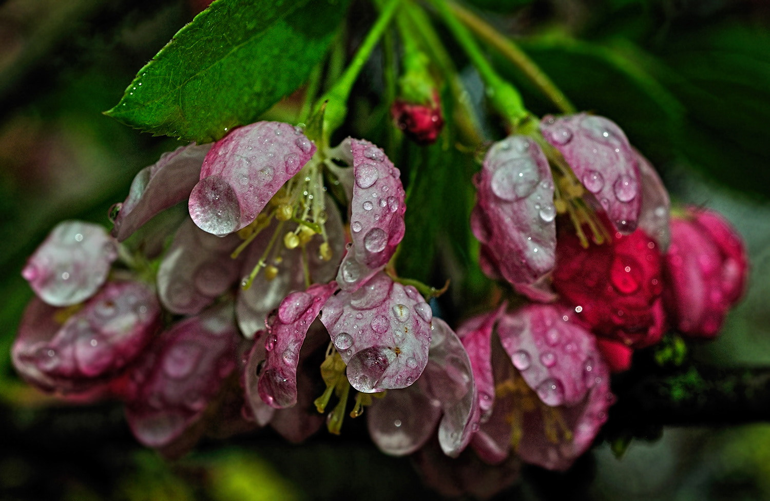 Nikon AF-S Micro-Nikkor 60mm F2.8G ED sample photo. - photography