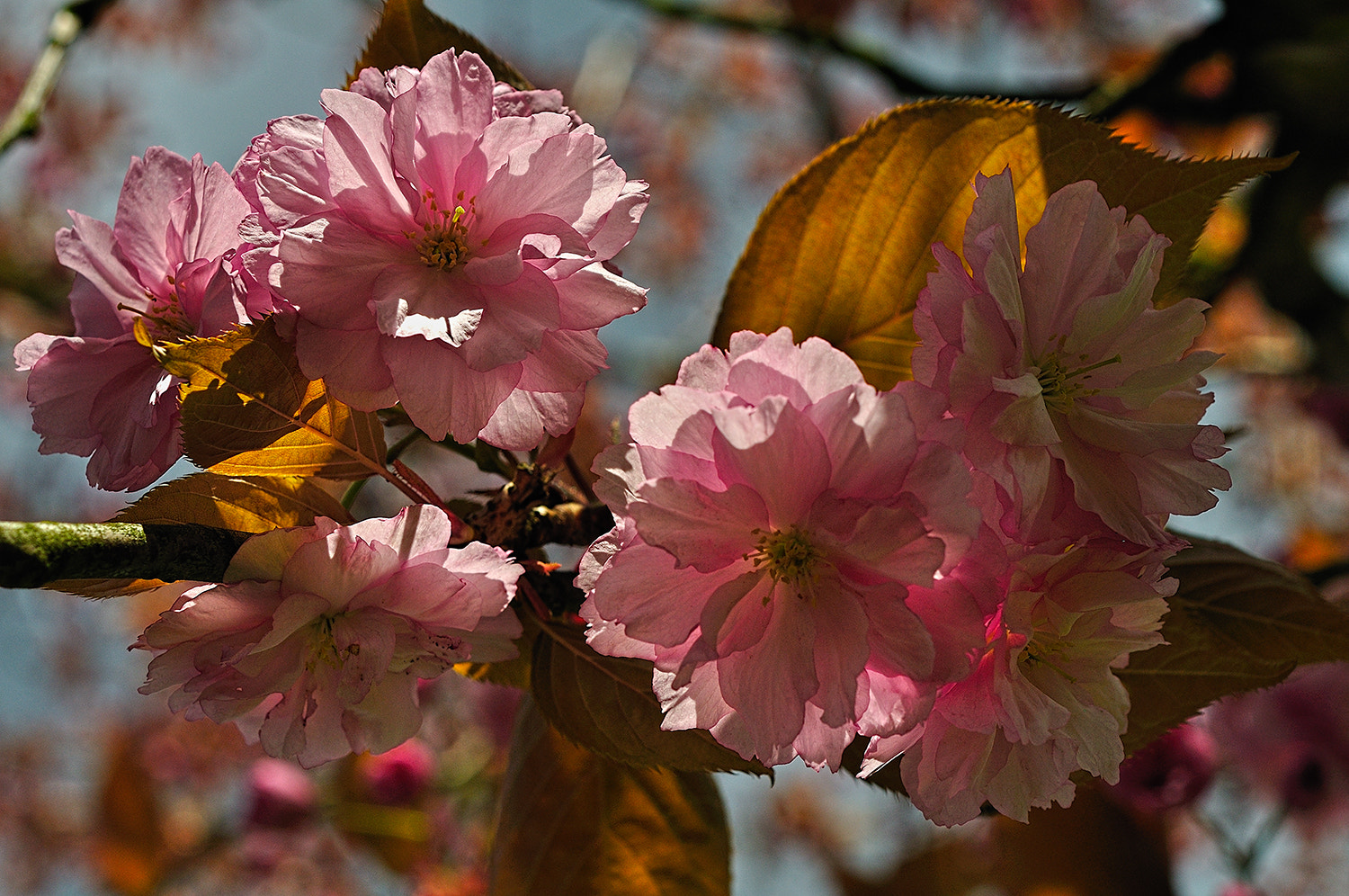 Nikon AF-S Micro-Nikkor 60mm F2.8G ED sample photo. - photography