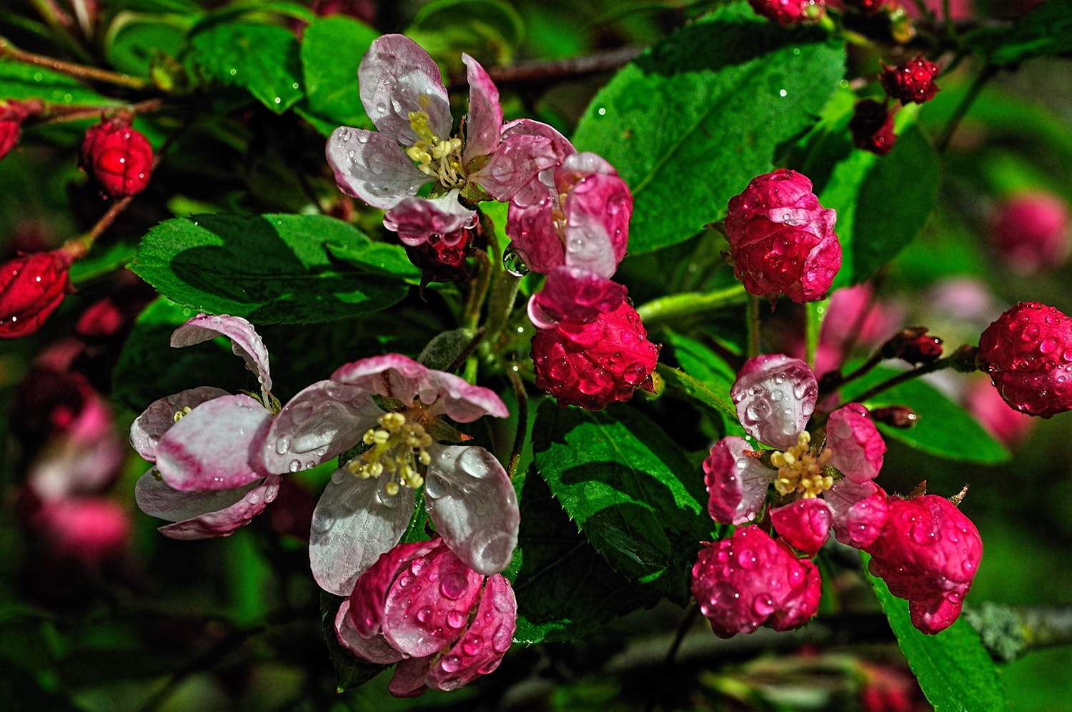 Nikon AF-S Micro-Nikkor 60mm F2.8G ED sample photo. --- photography