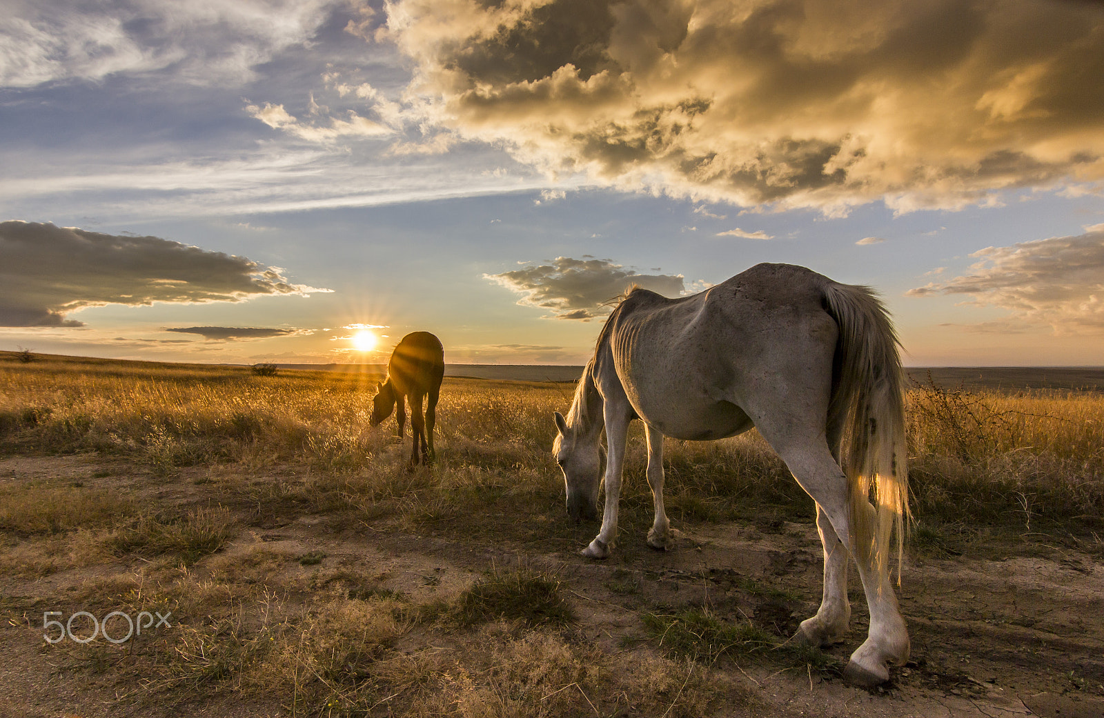 Canon EOS 550D (EOS Rebel T2i / EOS Kiss X4) sample photo. Two horses on meadow at colorful sunset photography