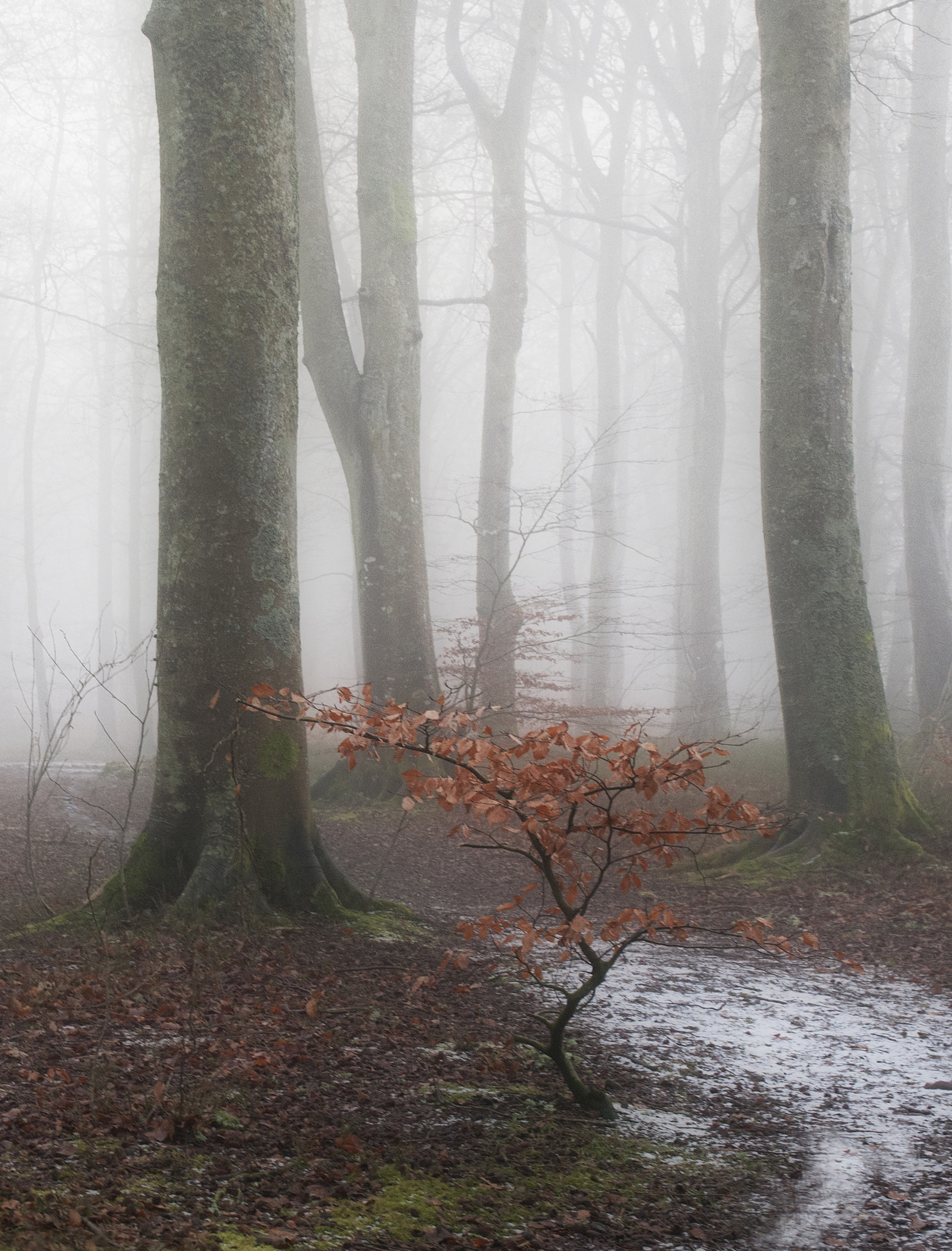 Nikon D300 sample photo. End of autumn photography