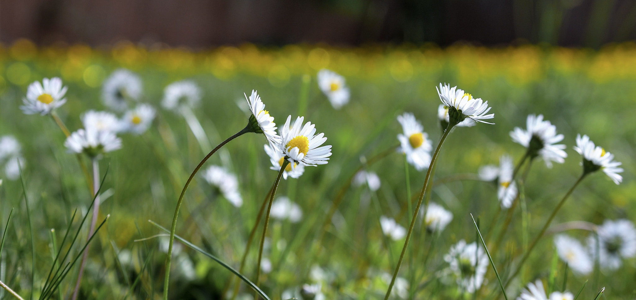 Nikon D500 + Sigma 18-35mm F1.8 DC HSM Art sample photo. Dsc photography