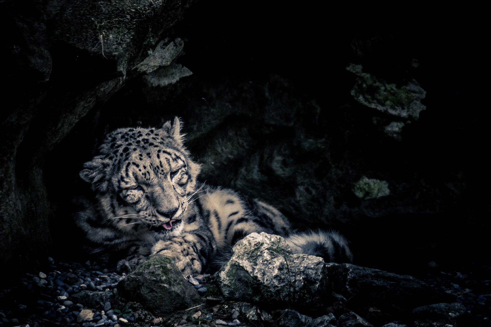 Tamron SP 35mm F1.8 Di VC USD sample photo. Snow leopard photography