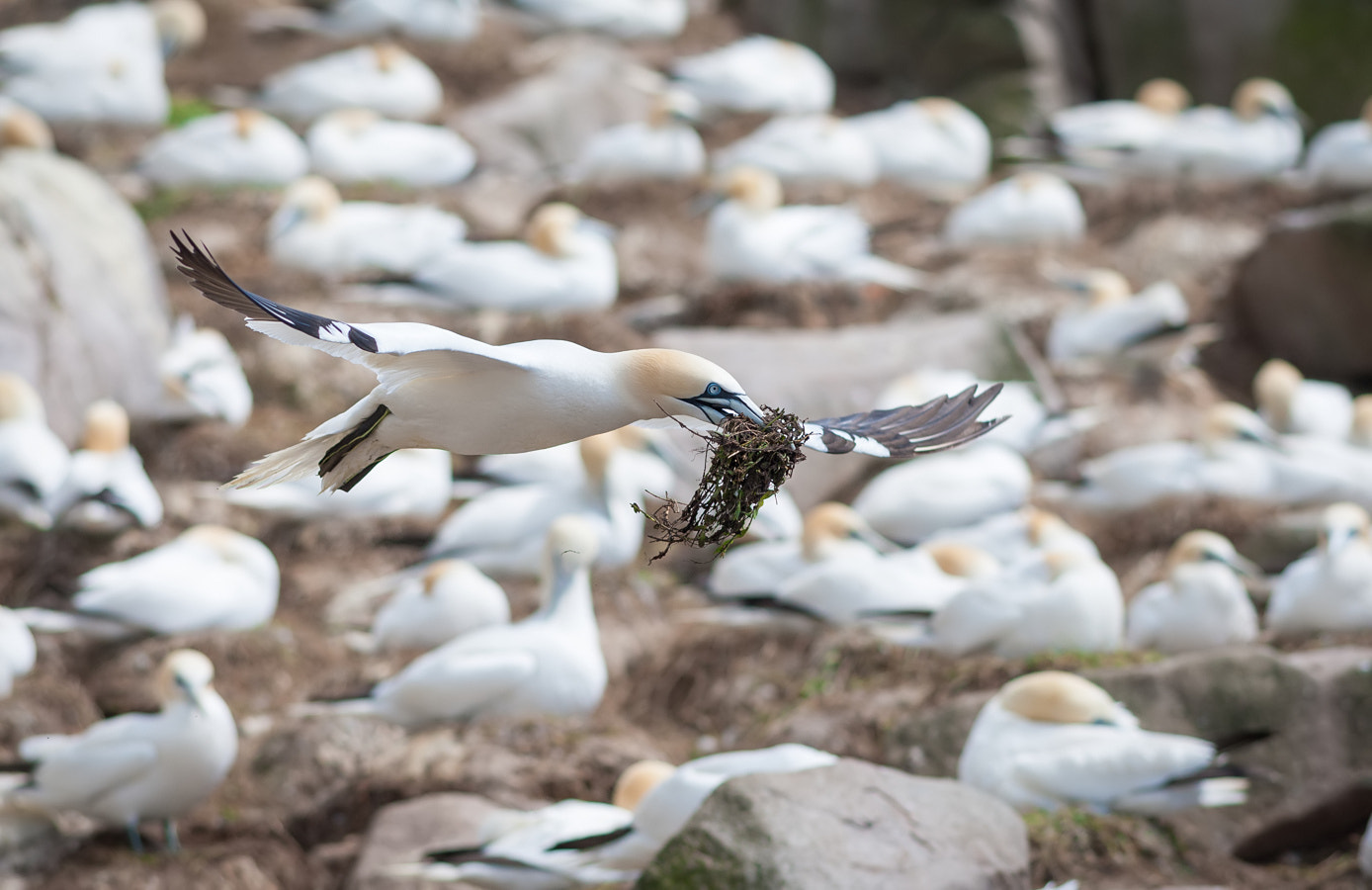 Canon EOS-1D Mark III sample photo. Gannet with a nesting material photography