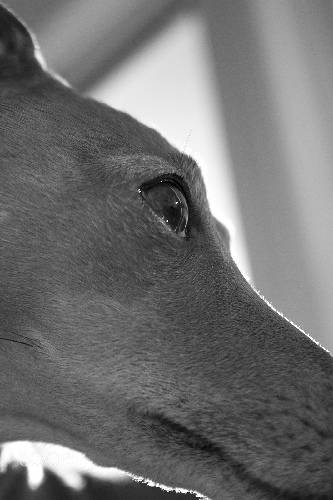 Canon EF-S 18-55mm F3.5-5.6 II sample photo. Minnie photography