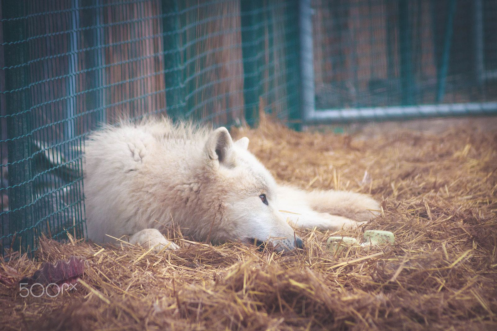 Canon EF 55-200mm F4.5-5.6 II USM sample photo. Wolf photography