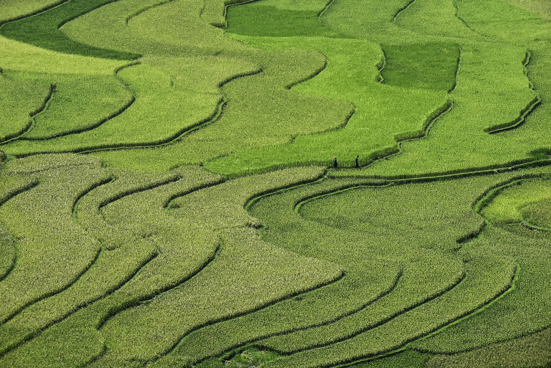 Nikon D810 sample photo. Rice fields on terraced of mu cang chai , vietnam. photography