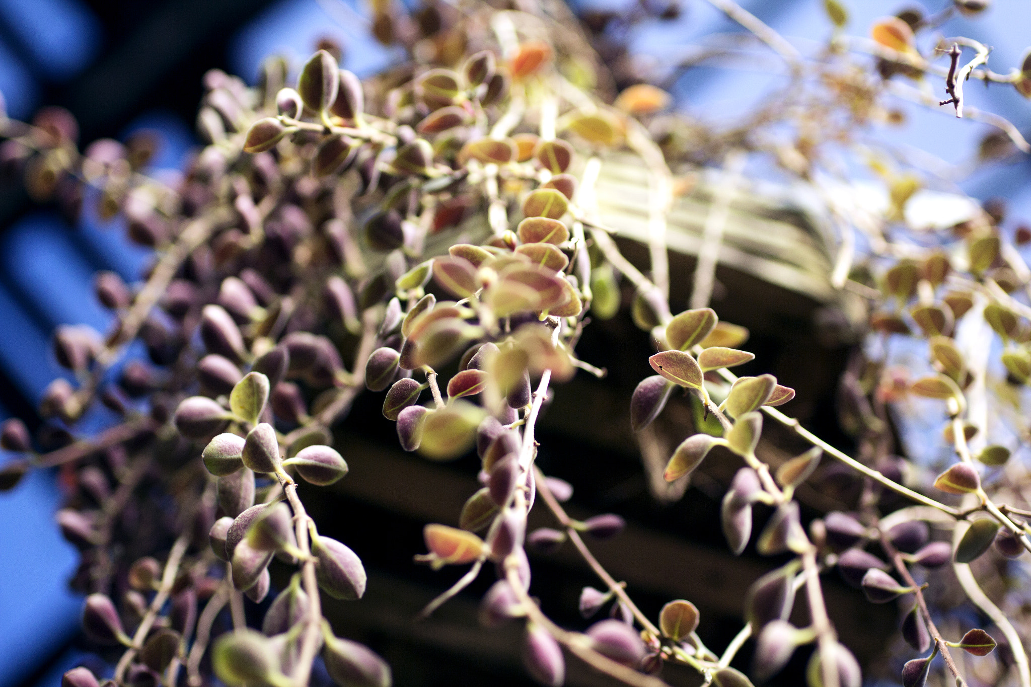 Sigma 50mm F1.4 EX DG HSM sample photo. Upwards photography