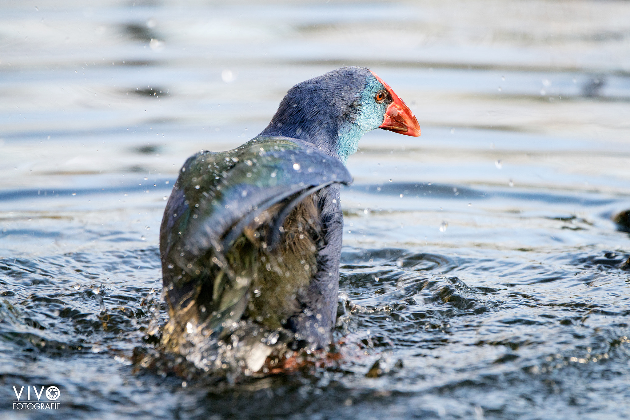 Sony a99 II + Sony 70-400mm F4-5.6 G SSM sample photo. Purple gallinule photography