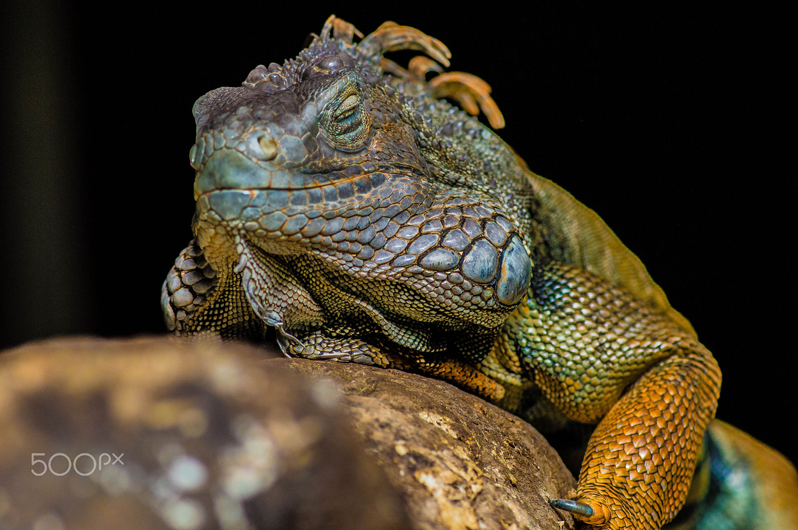 Nikon D3200 sample photo. Iguana front photography