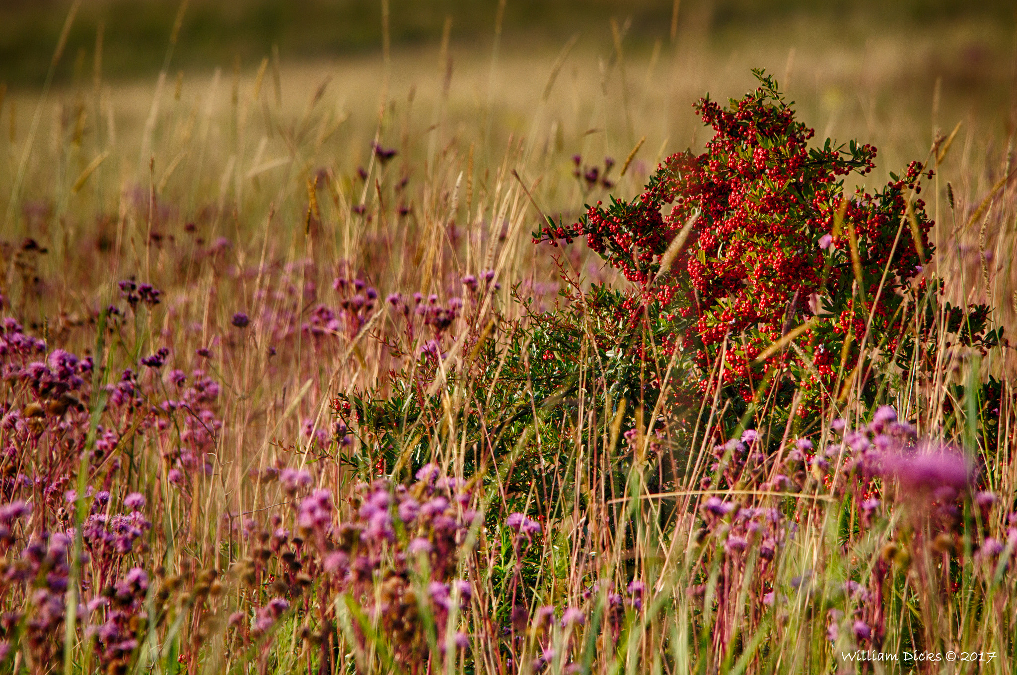 Sigma 150-500mm F5-6.3 DG OS HSM sample photo. Scenery at rietvlei nature reserve photography