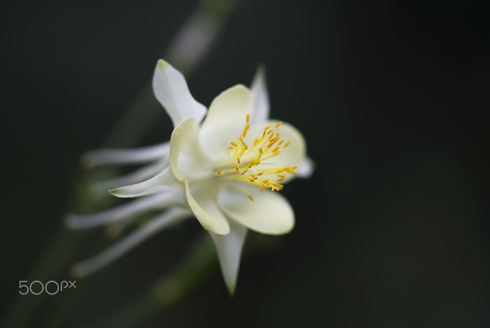 Nikon AF-S Micro-Nikkor 105mm F2.8G IF-ED VR sample photo. Yellow columbine photography